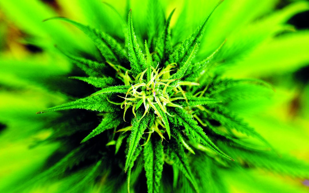 Kiffen am Arbeitsplatz bleibt verboten